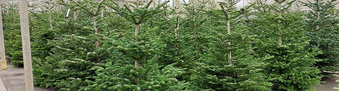 Verkoop locaties van kerstbomen | kerstbomen te koop in Heeg 